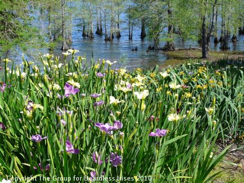 Iris view (0)